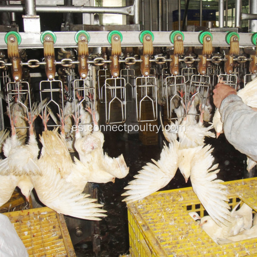 Equipo de procesamiento de aves de codorniz